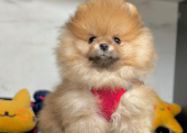 Safkan Pomeranian Boo Bebekler